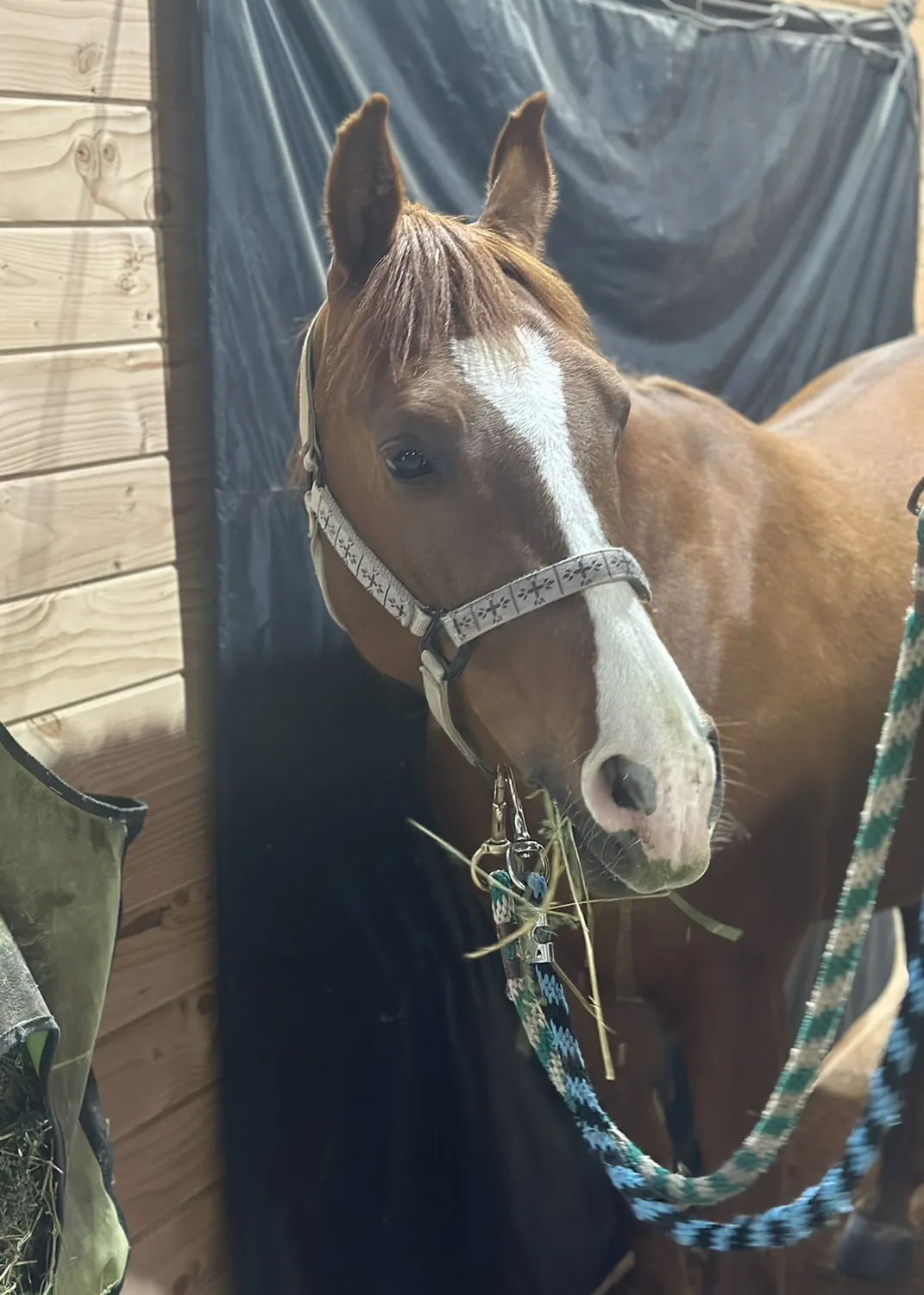 Horse in system